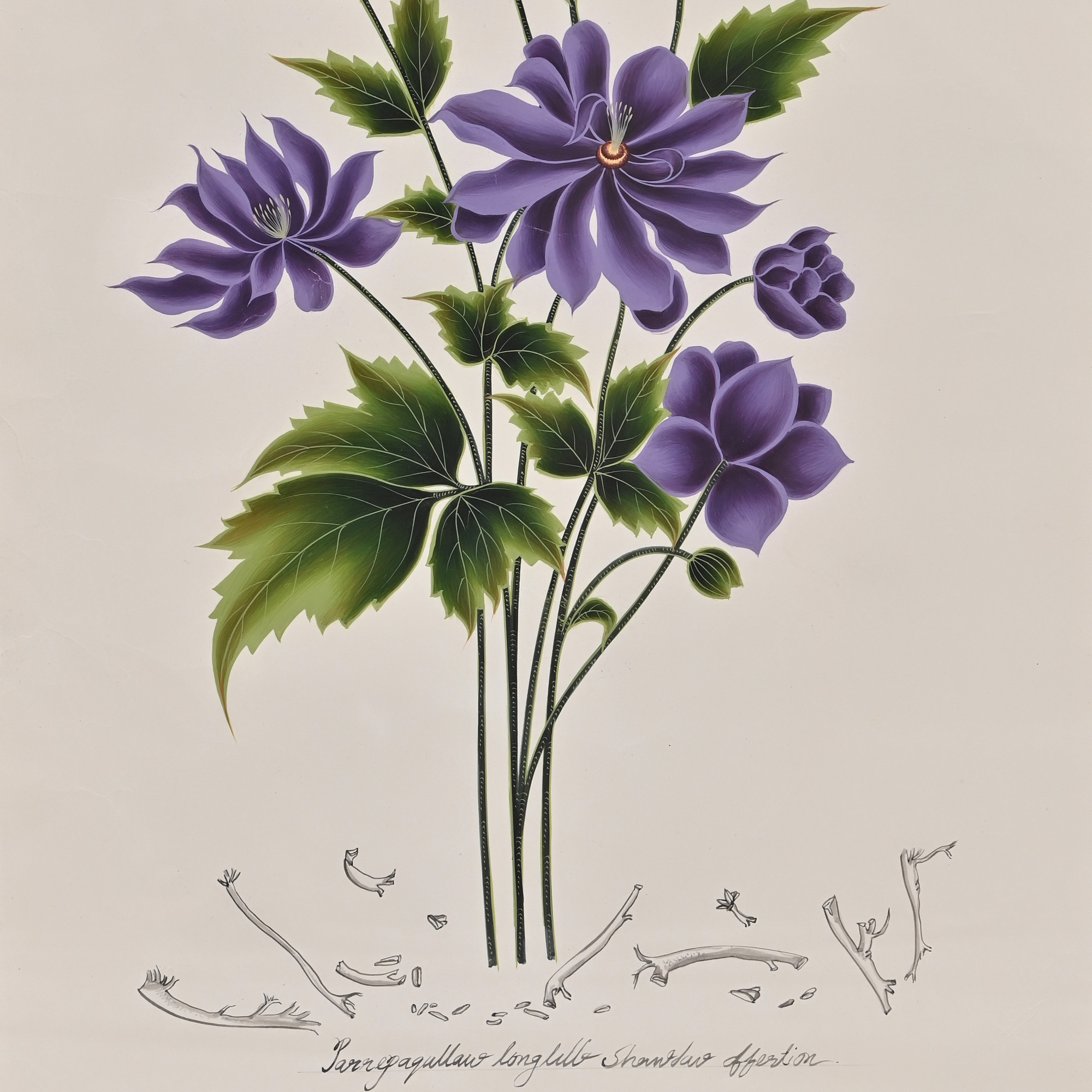 Violet Herbarium