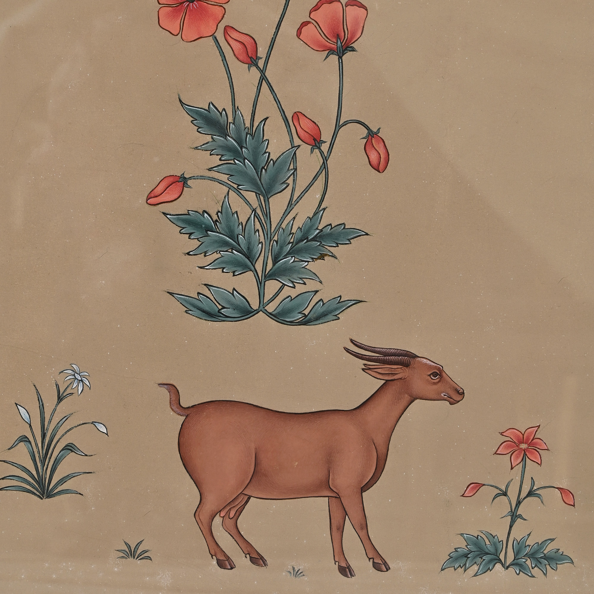 Meadow Grace