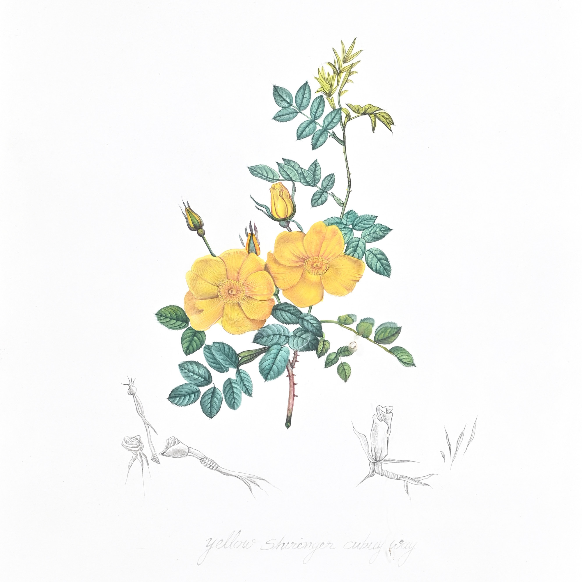 Golden Blossom Study