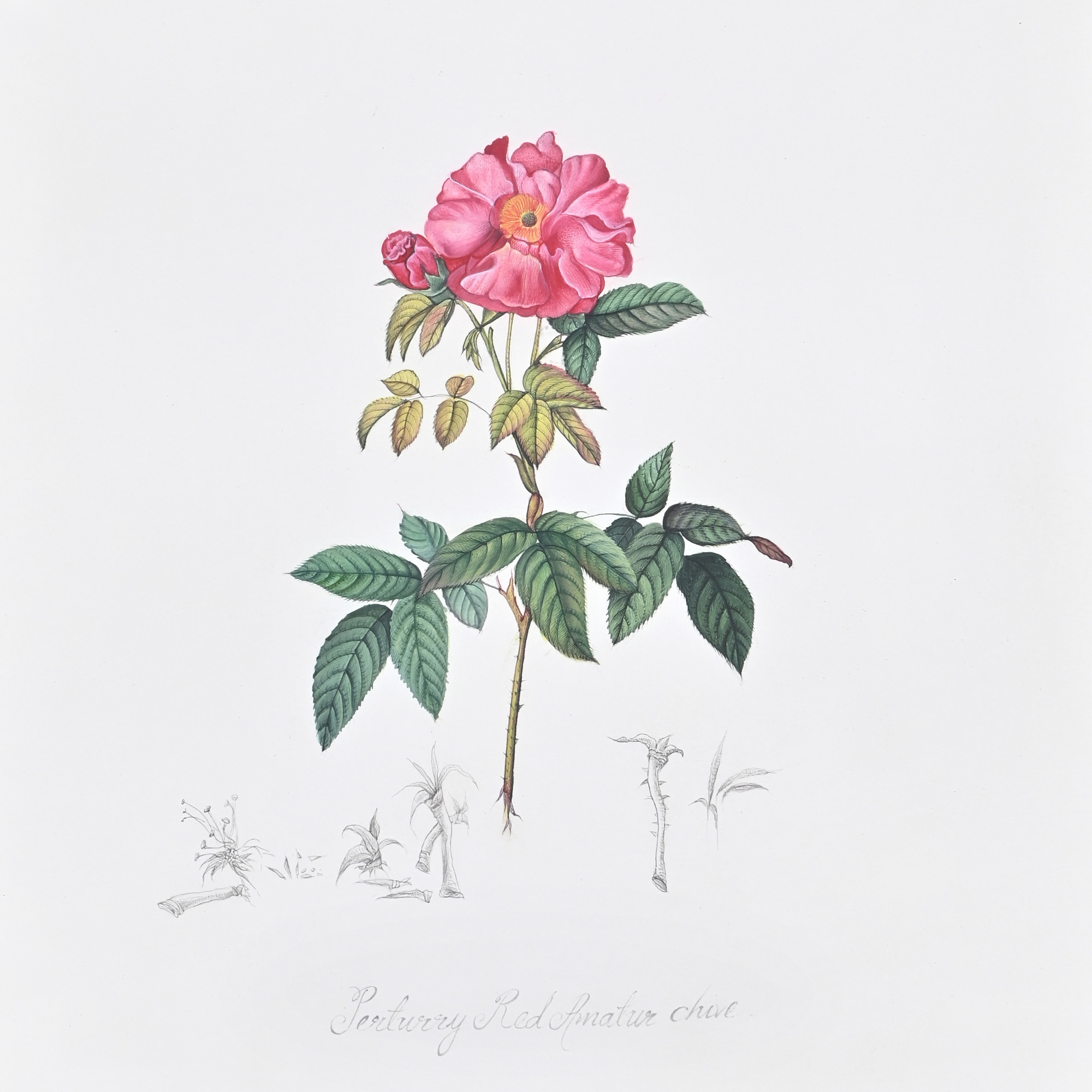 Pink Rose Study