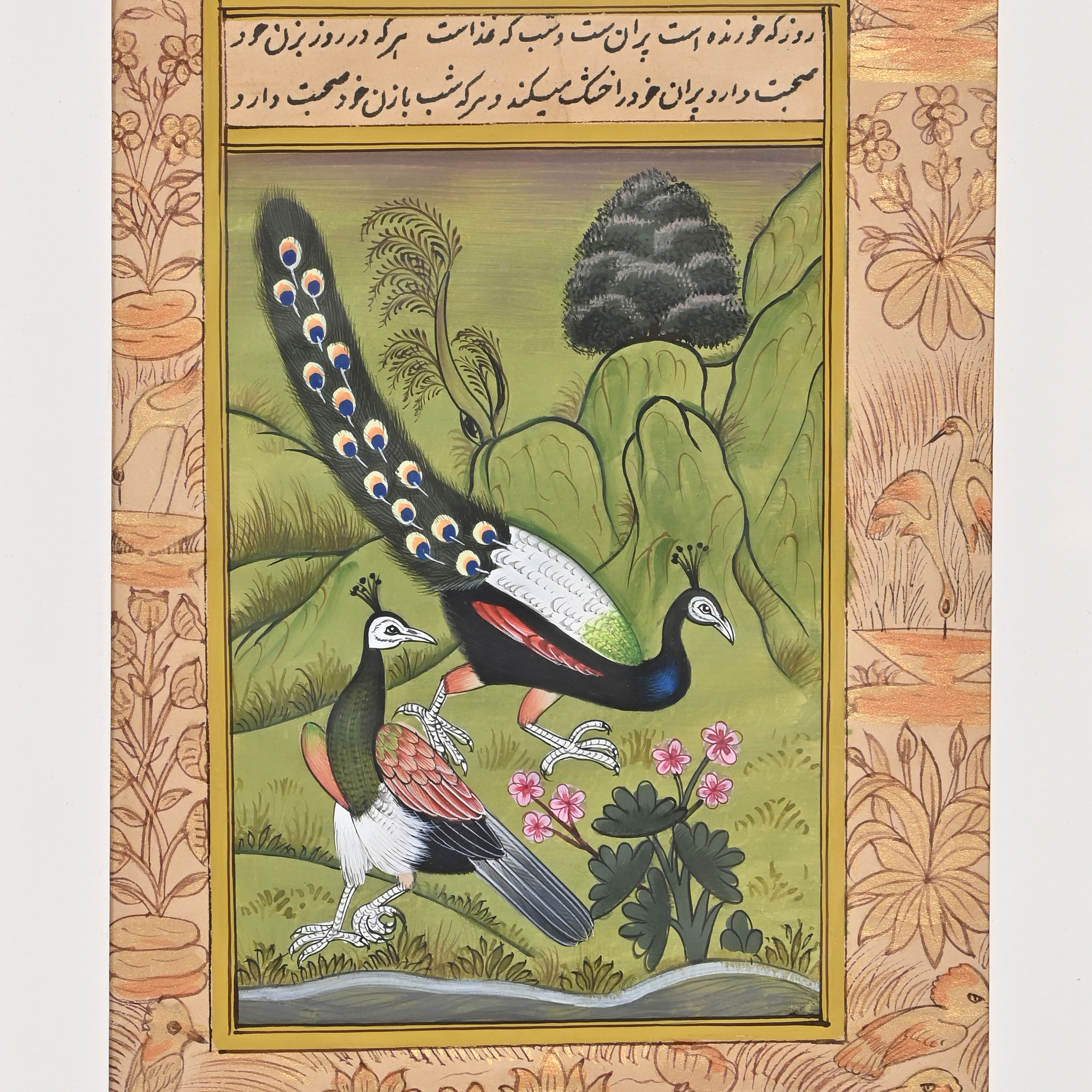 Peacock Pair