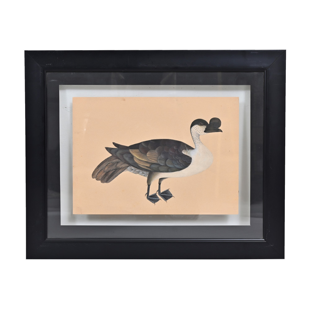 Image of Crested Duck Study