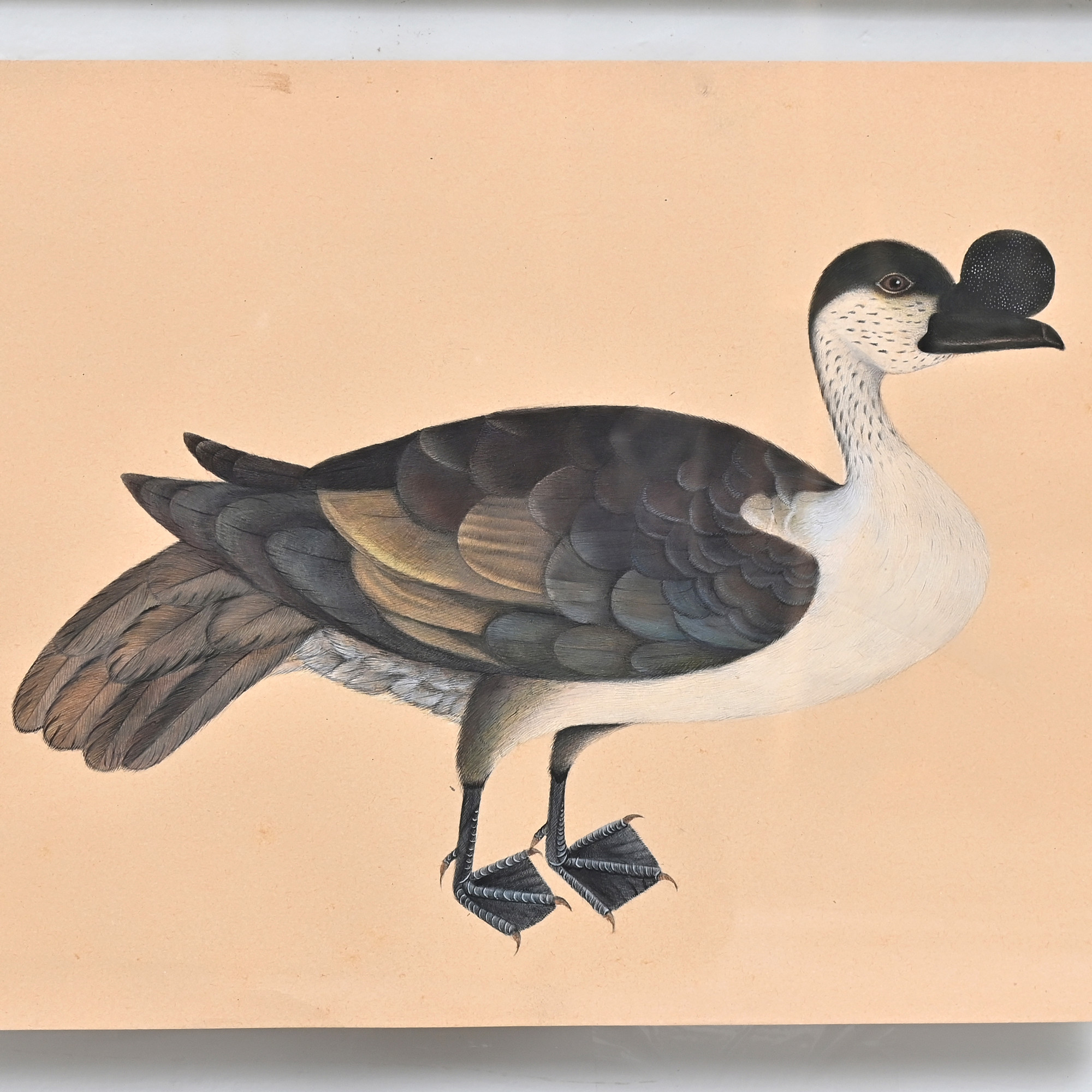 Crested Duck Study