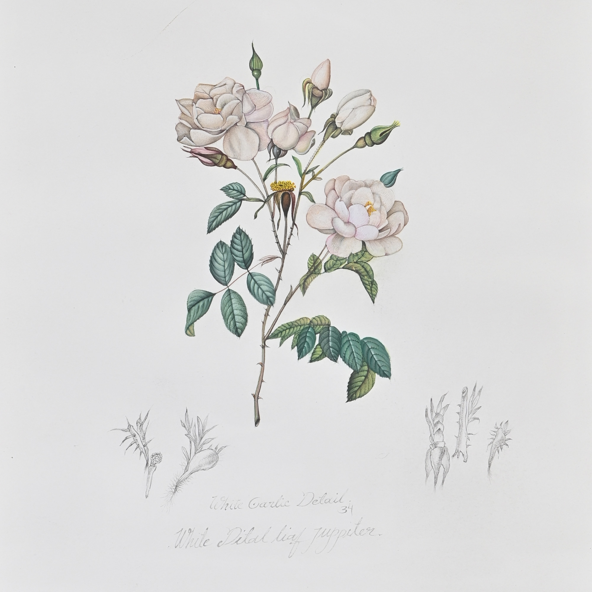 White Garden Rose  Vintage Botanical Study