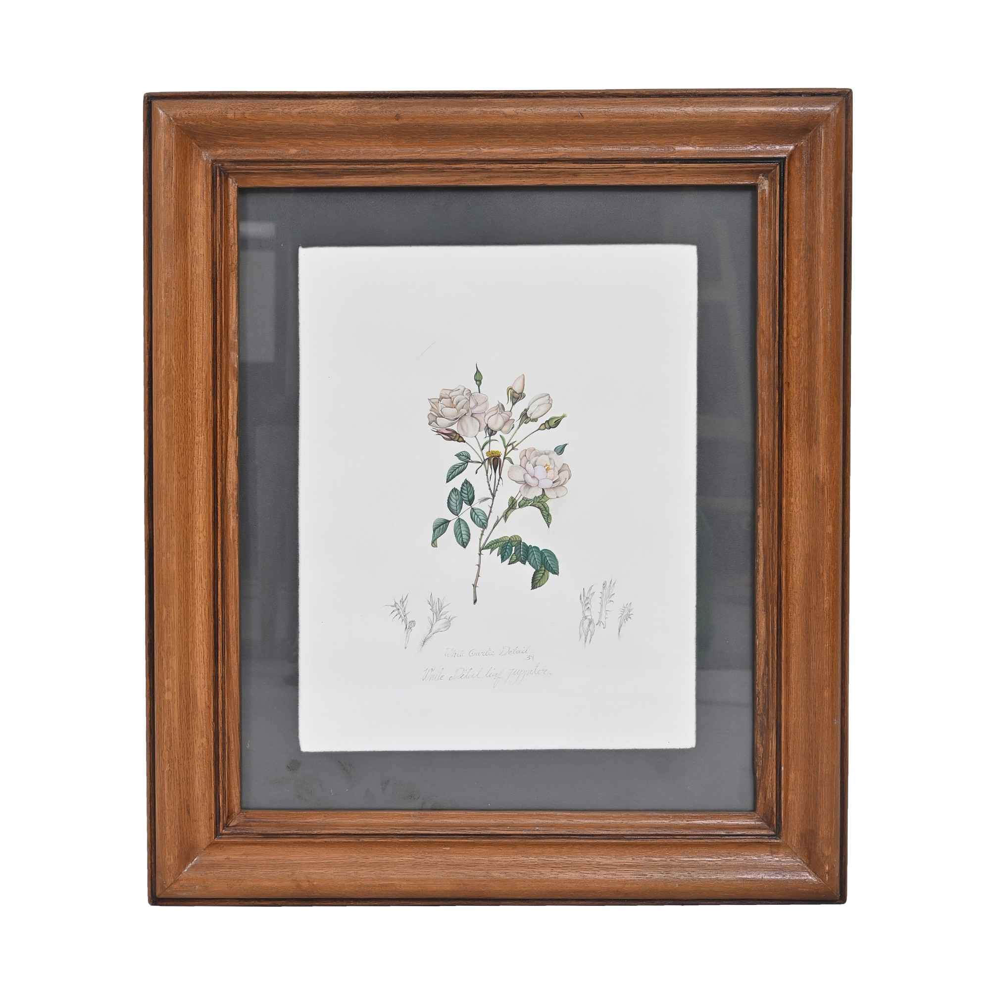 White Garden Rose  Vintage Botanical Study