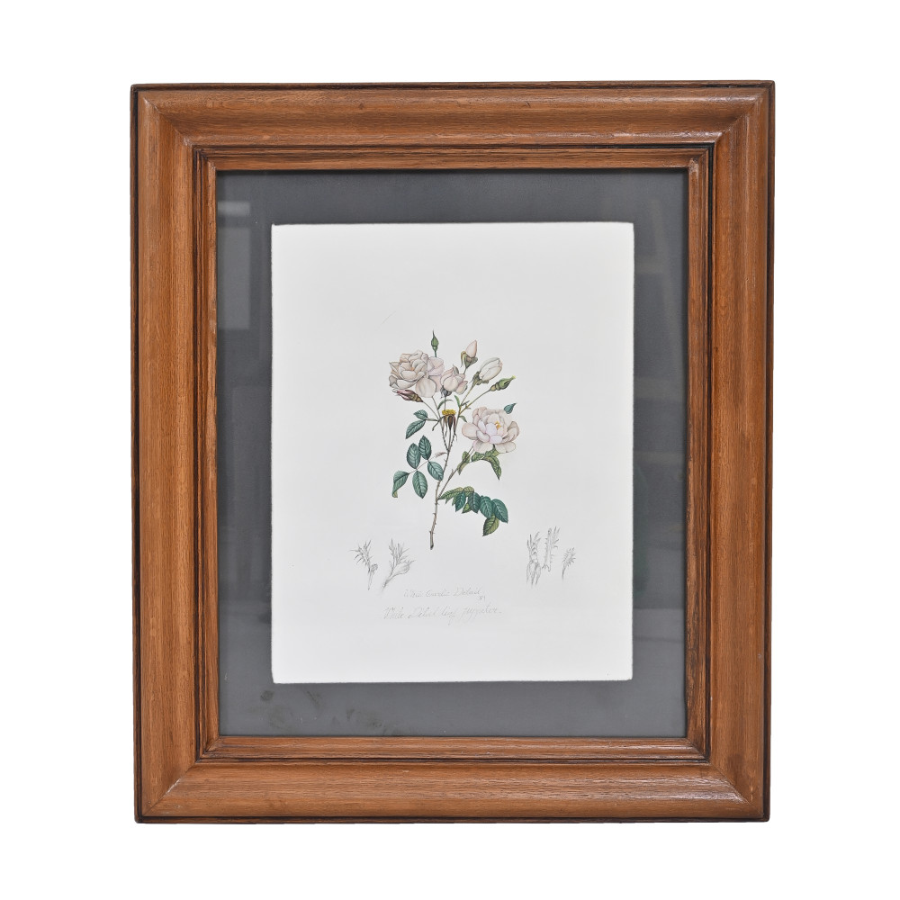 Image of White Garden Rose | Vintage Botanical Study