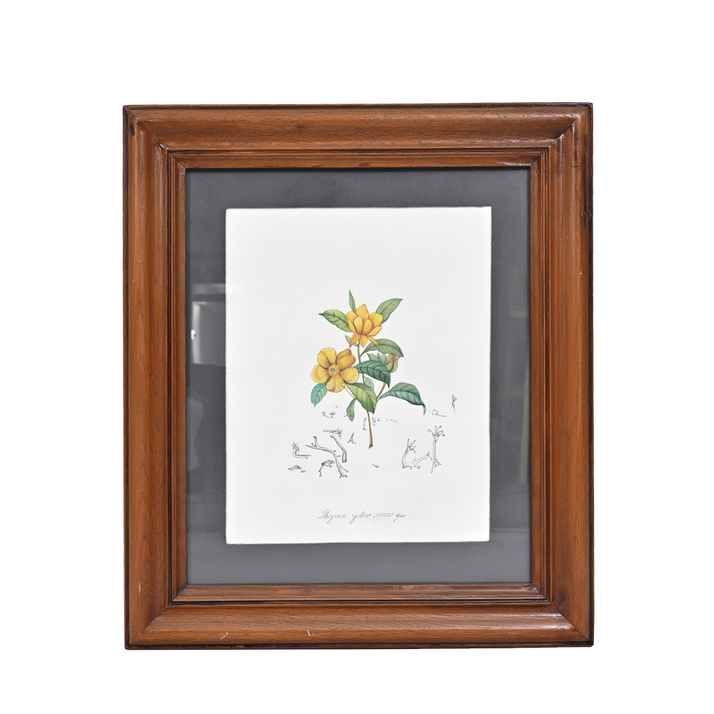 Image of Golden Blossom | Vintage Botanical Study