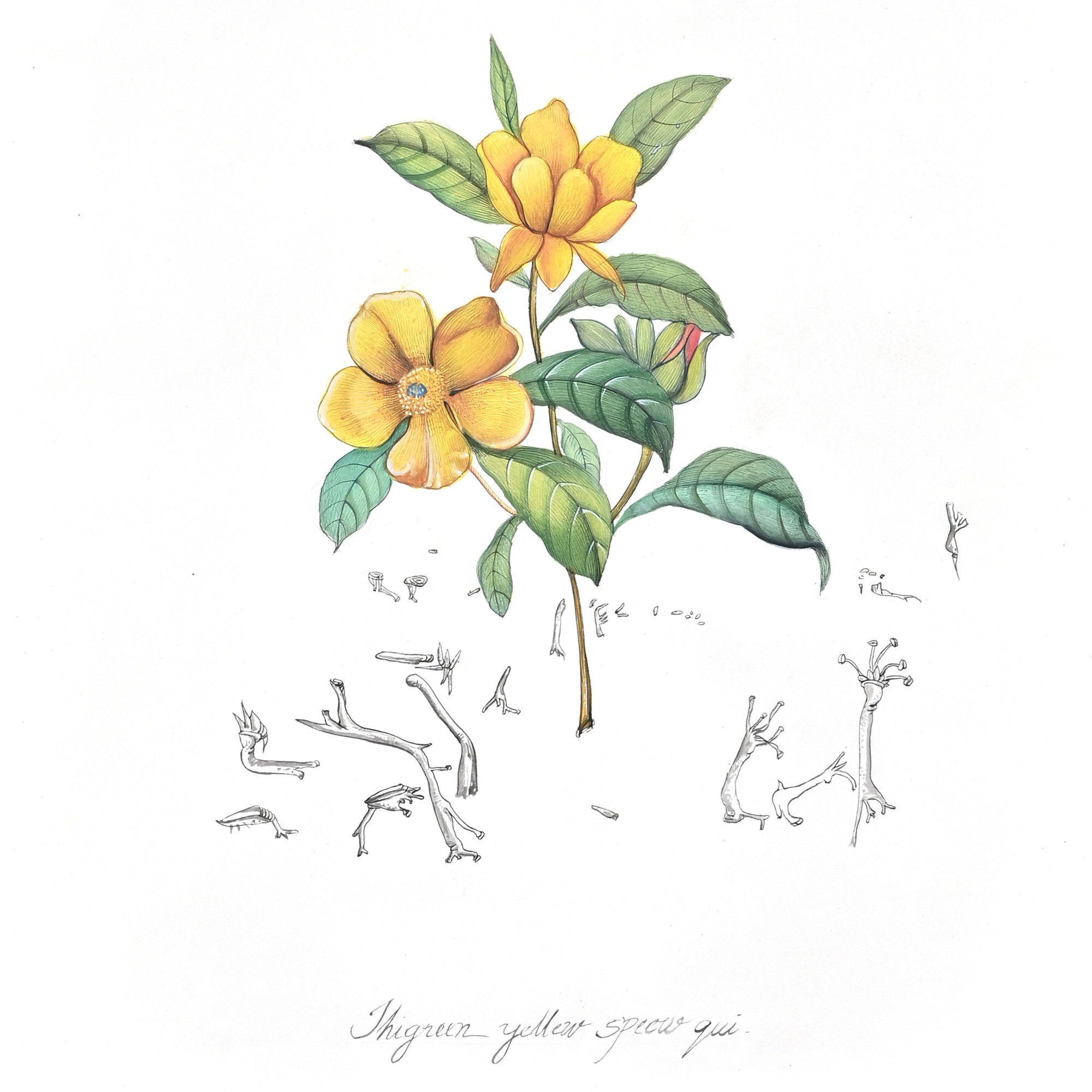 Golden Blossom  Vintage Botanical Study