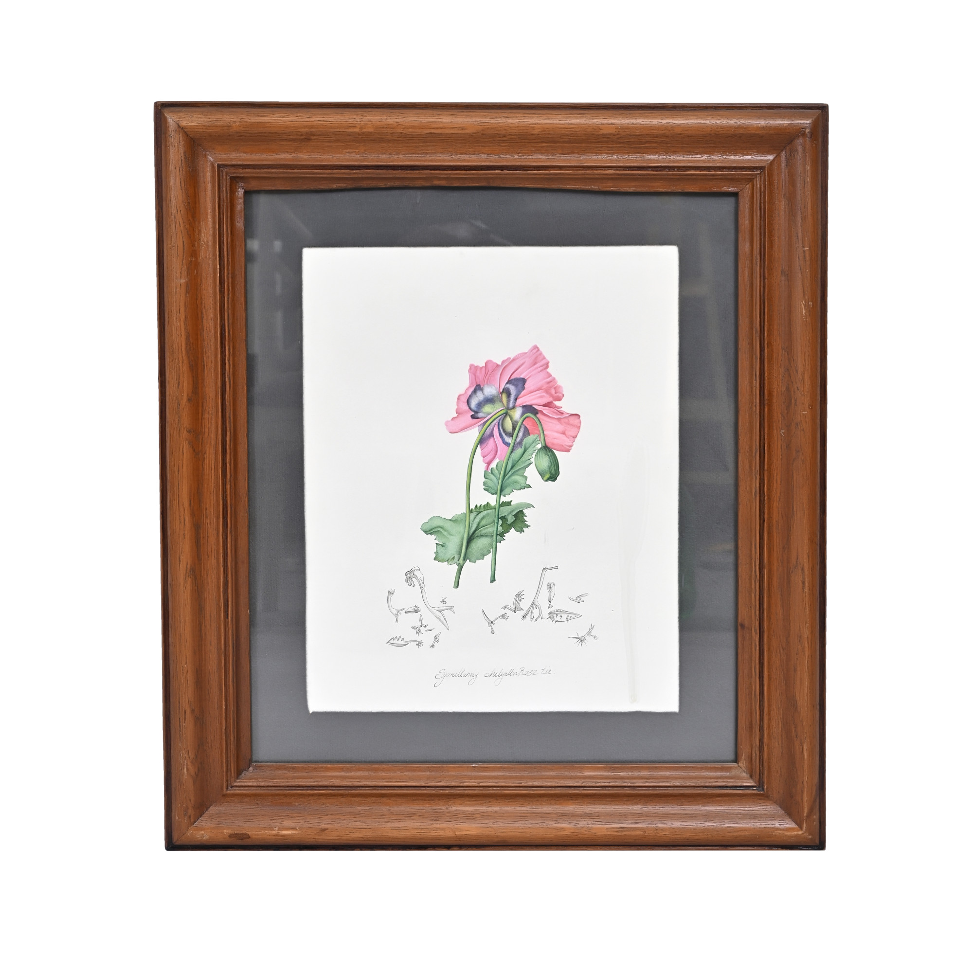 Blushing Poppy