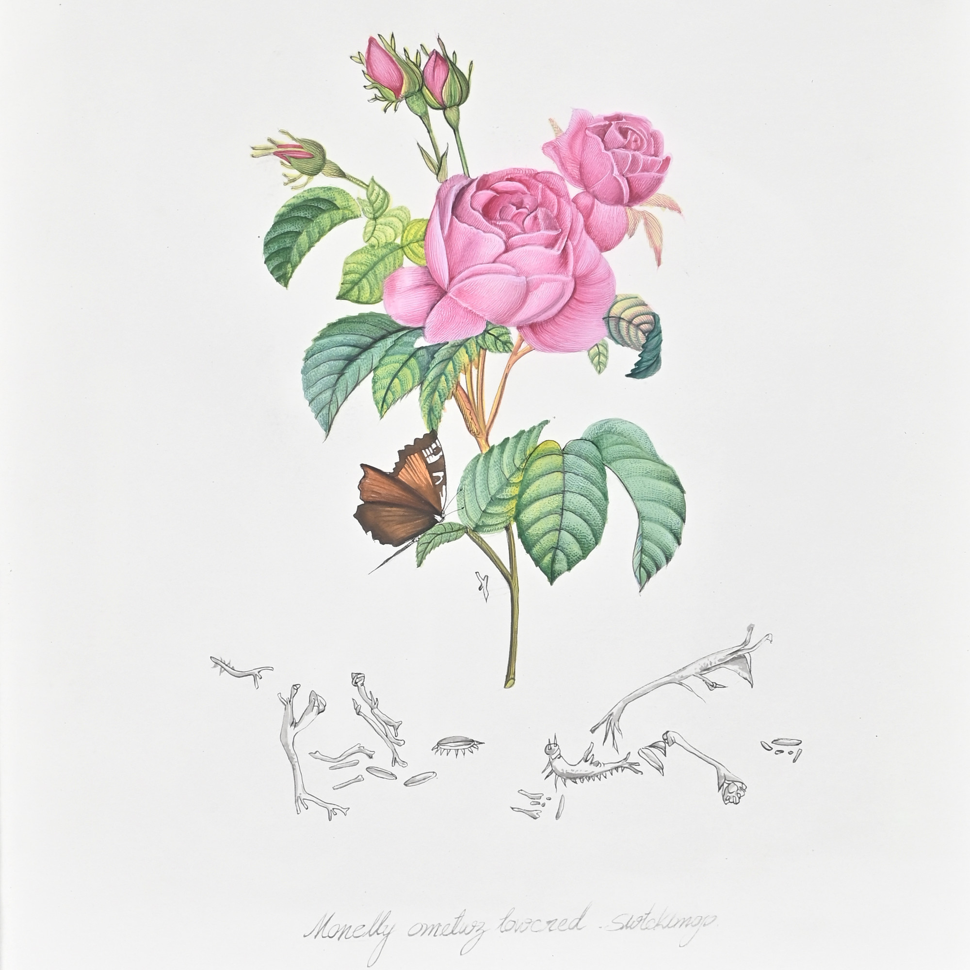 Wild Rose Bloom