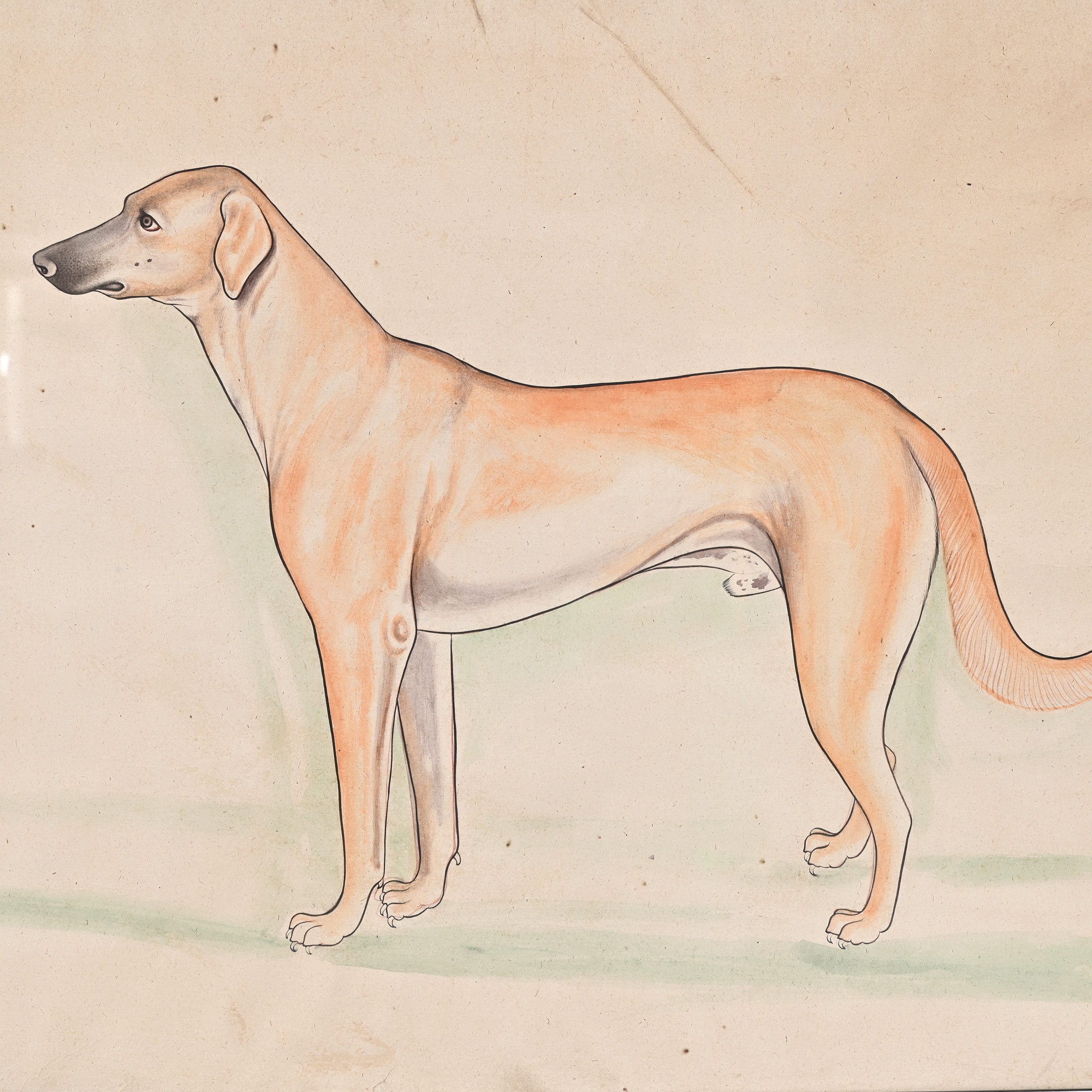 The Royal Hound