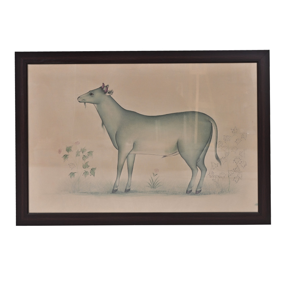 Image of Sacred Bovine Study