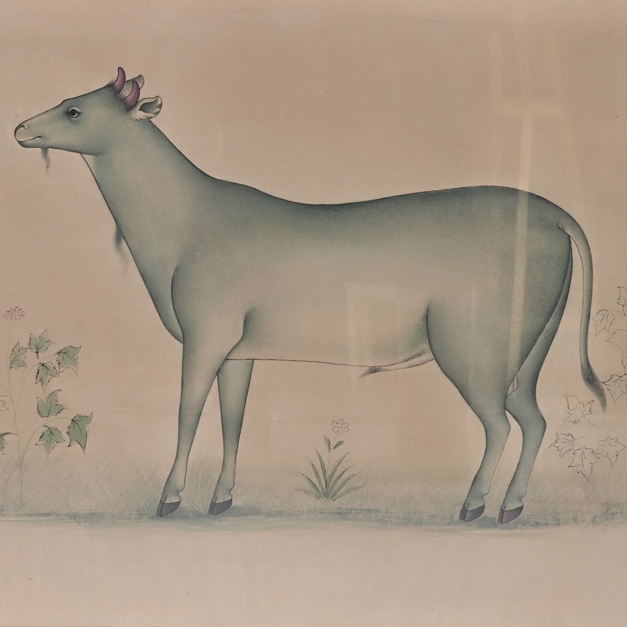 Sacred Bovine Study