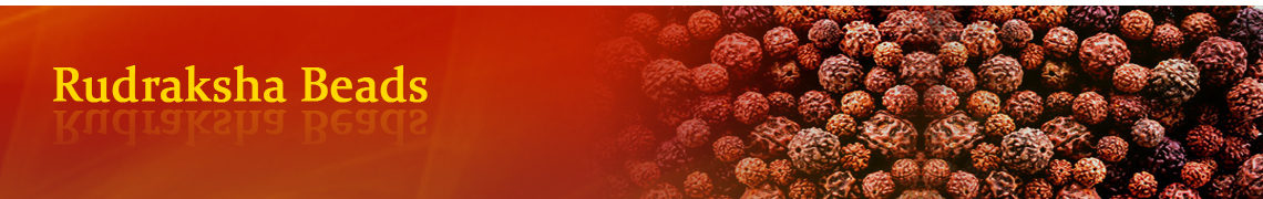 Moon Rakisha One Mukhi Half Moon Shaped Rudraksha