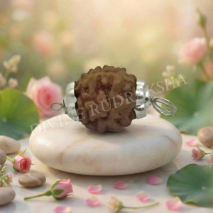 5 Mukhi Indonesian Rudraksha