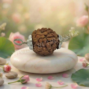 6 Mukhi Indonesian Rudraksha