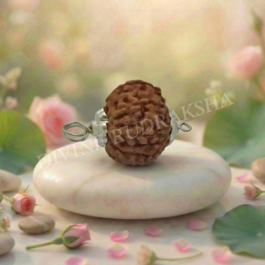 Eight (8) Mukhi Rudraksha - Indonesian