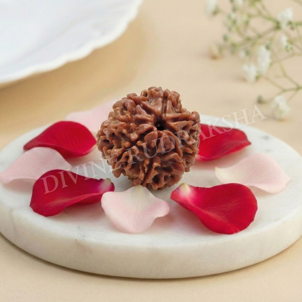 Eight (8) Mukhi Rudraksha - Nepalese