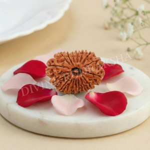 Eighteen (18) Mukhi Rudraksha - Nepalese