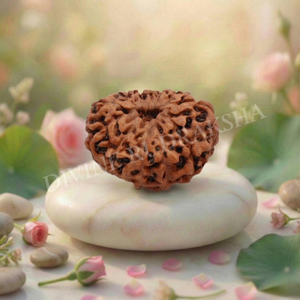 Eleven (11) Mukhi Rudraksha - Indonesian
