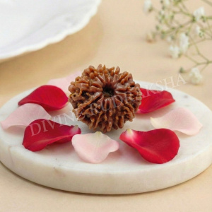 Eleven (11) Mukhi Rudraksha - Nepalese