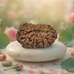 Fifteen (15) Mukhi Rudraksha - Indonesian