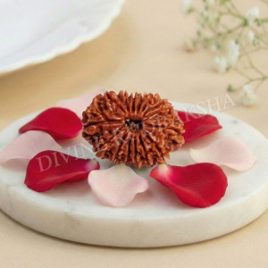 Fifteen (15) Mukhi Rudraksha - Nepalese