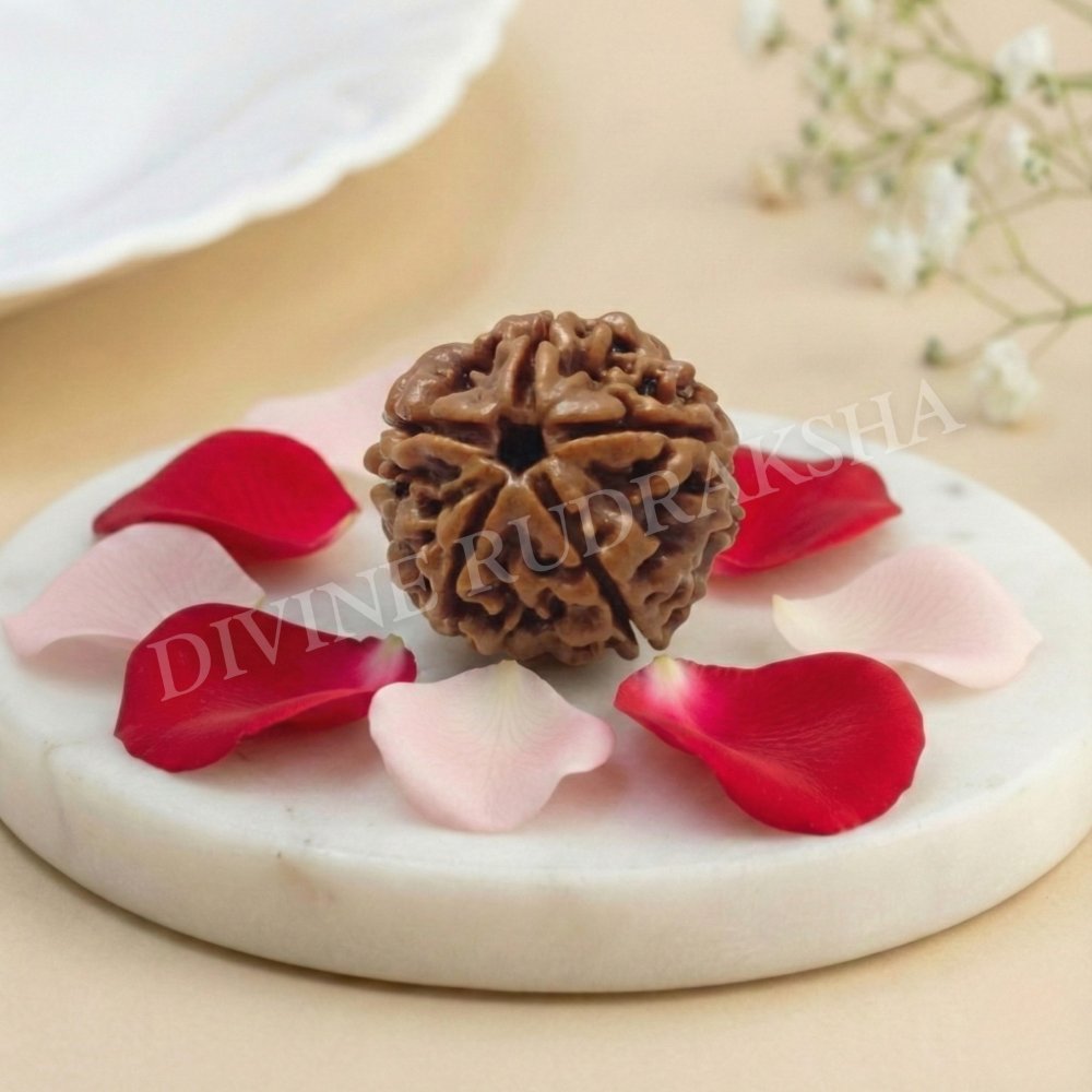 Five (5) Mukhi Rudraksha - Nepalese