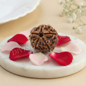 Five (5) Mukhi Rudraksha - Nepalese