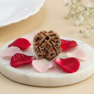 Four (4) Mukhi Rudraksha - Nepalese