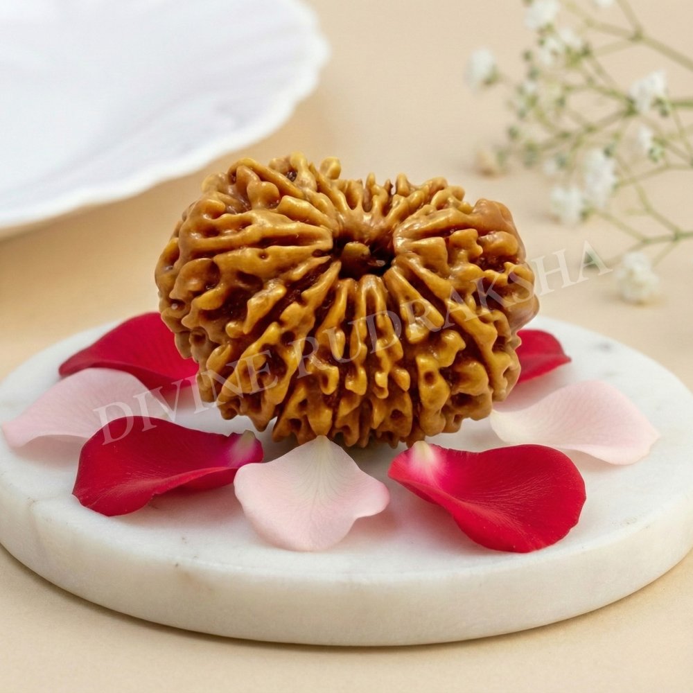 Fourteen (14) Mukhi Rudraksha - Nepalese