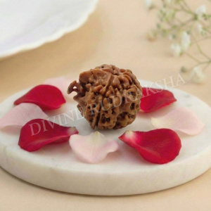 Ganesha Rudraksha - Nepalese