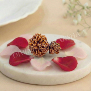 Garbh Gauri Rudraksha - Nepalese