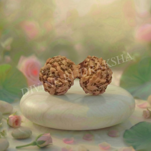 Gauri Shankar Indonesian Rudraksha