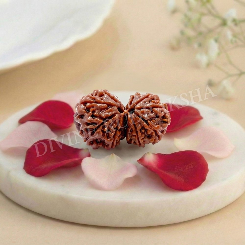 Gauri Shankar Rudraksha - Nepalese