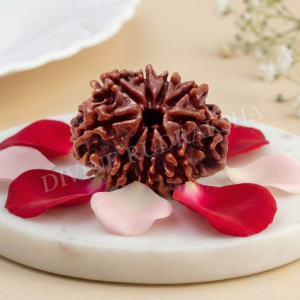 Nine (9) Mukhi Rudraksha - Nepalese