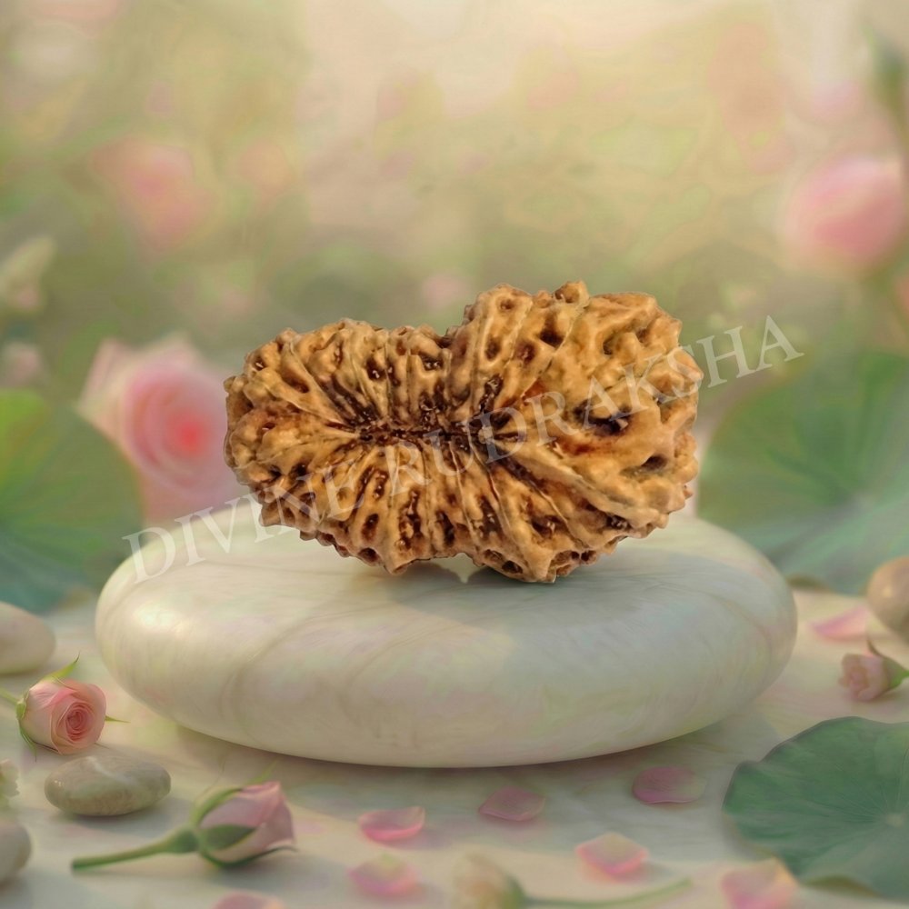 Nineteen (19) Mukhi Rudraksha - Indonesian