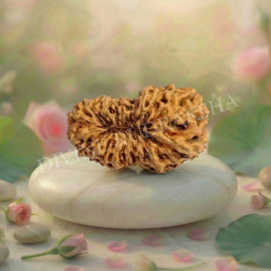 Nineteen (19) Mukhi Rudraksha - Indonesian