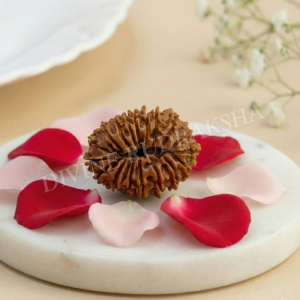 Nineteen (19) Mukhi Rudraksha - Nepalese