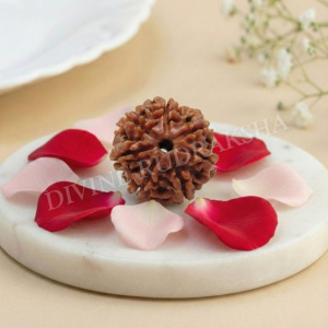 Seven (7) Mukhi Rudraksha - Nepalese