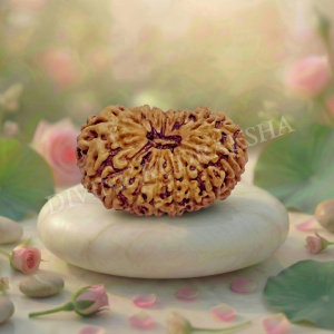 Seventeen (17) Mukhi Rudraksha - Indonesian