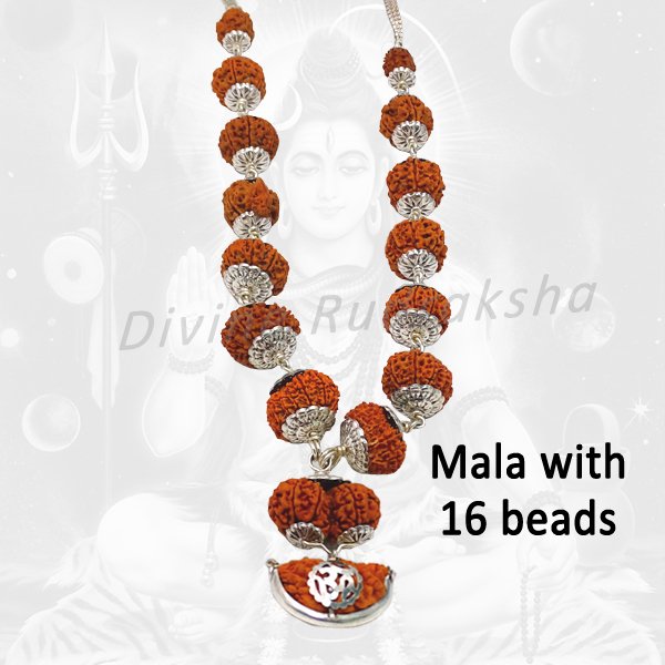 11 Mukhi Rudraksha,Eleven Mukhi Rudraksha,Eleven Faced Rudraksha