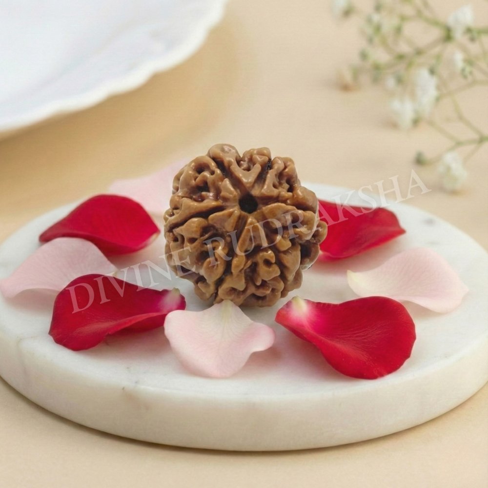 Six (6) Mukhi Rudraksha - Nepalese