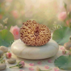 Sixteen (16) Mukhi Rudraksha - Indonesian