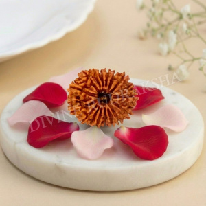 Sixteen (16) Mukhi Rudraksha - Nepalese