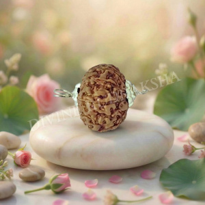 Ten (10) Mukhi Rudraksha - Indonesian