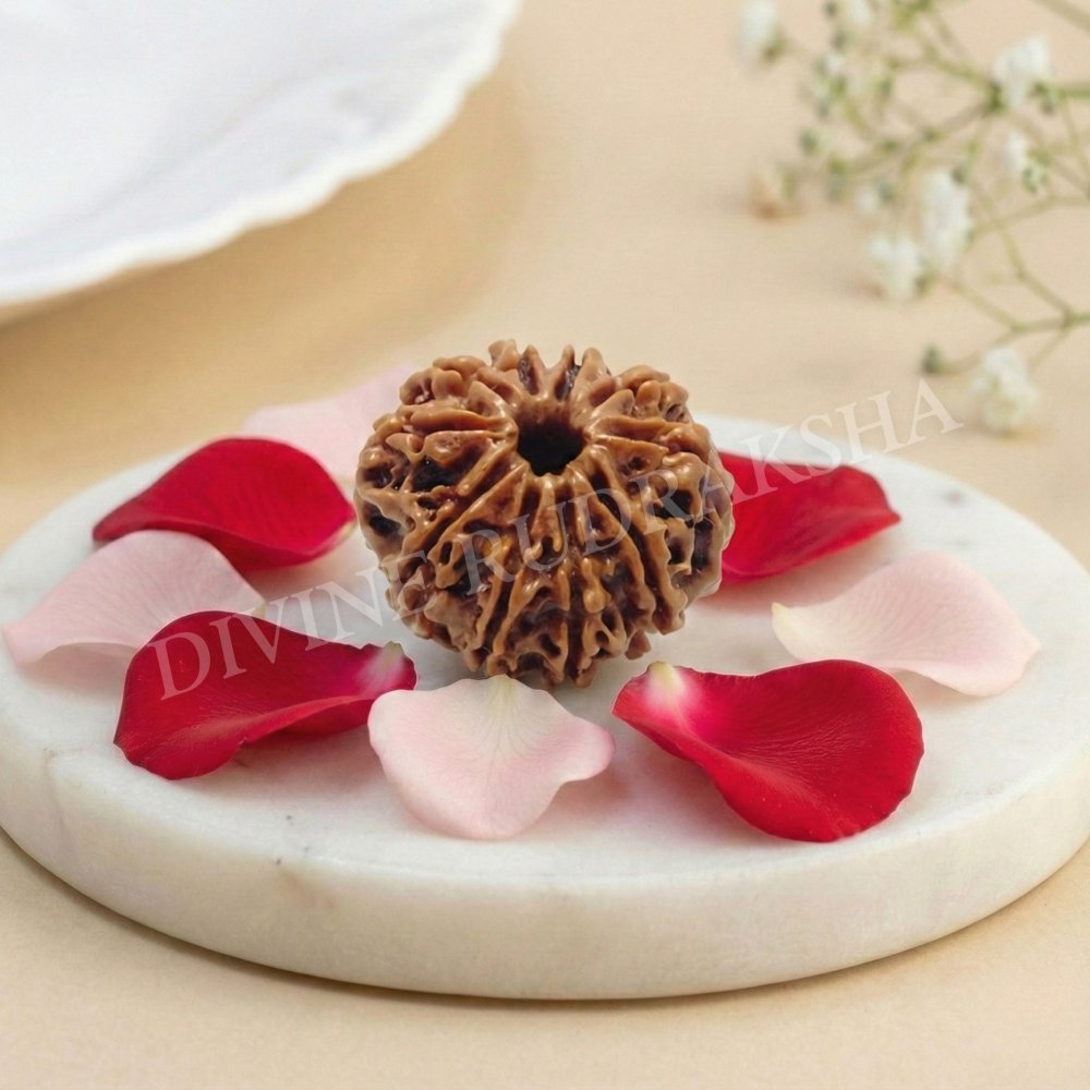 Ten (10) Mukhi Rudraksha - Nepalese