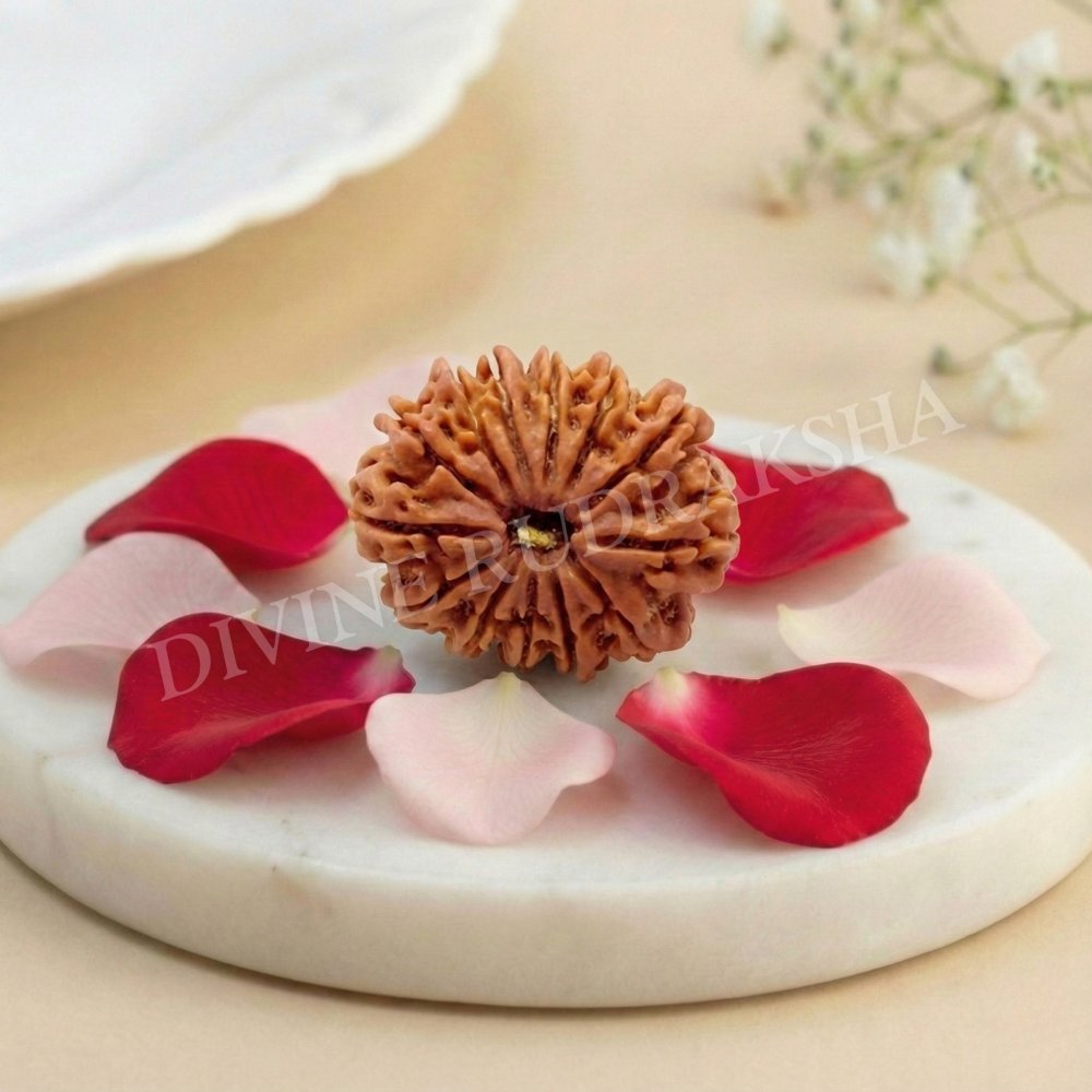 Thirteen (13) Mukhi Rudraksha - Nepalese