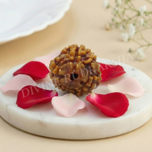 Three (3) Mukhi Rudraksha - Nepalese