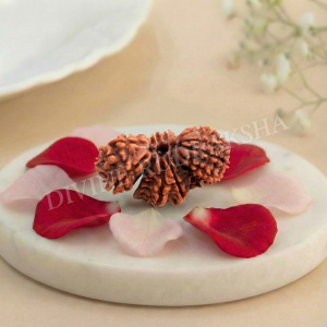 Trijuti Rudraksha - Nepalese